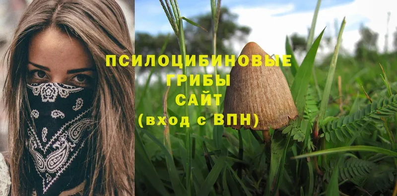 Псилоцибиновые грибы Magic Shrooms  Новоузенск 